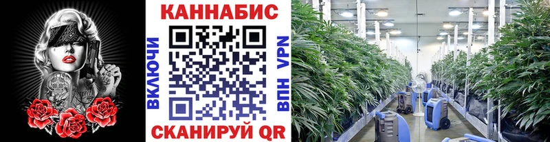 купить наркоту  Динская  Канабис VHQ 